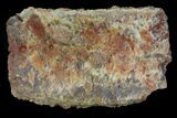 Cretaceous Crocodile Scute - Kem Kem Beds #72699-1